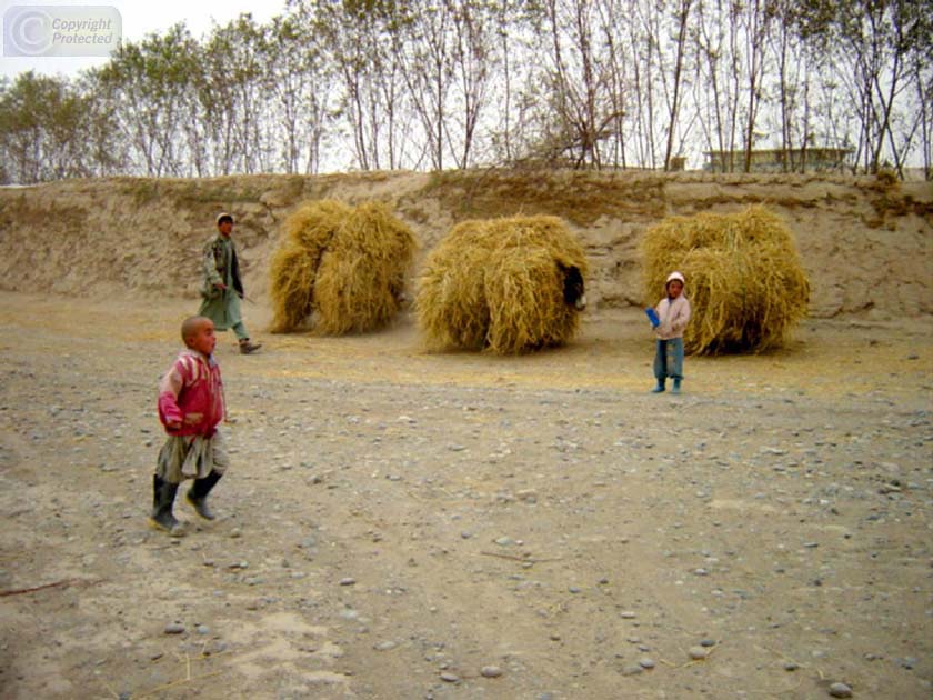 Three Donkeys Carrying Hay